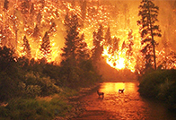 Incendios forestales: En el Maule, Ñuble, Biobío y Araucanía: hay 7 mil pequeños agricultores  damnificados.